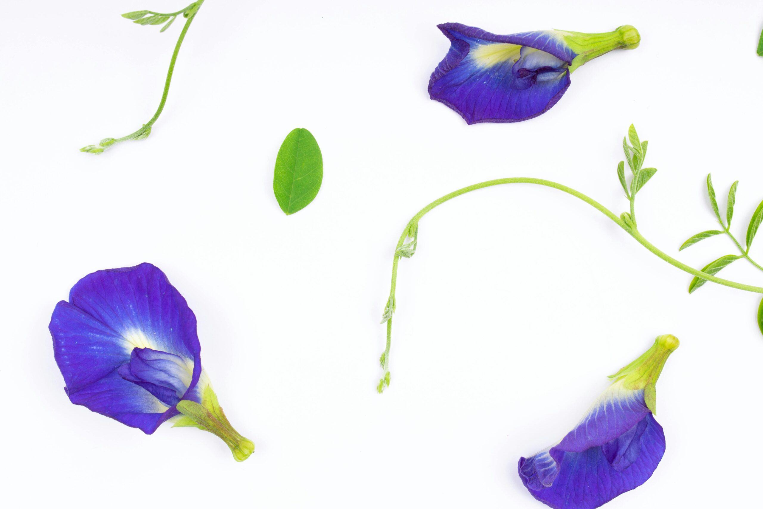 Close-up of butterfly pea flowers and leaves arranged on a white surface.